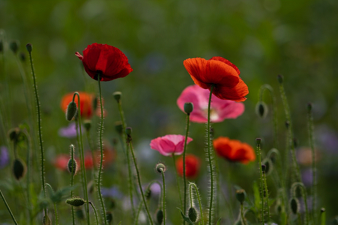 Flower Meadow Flower