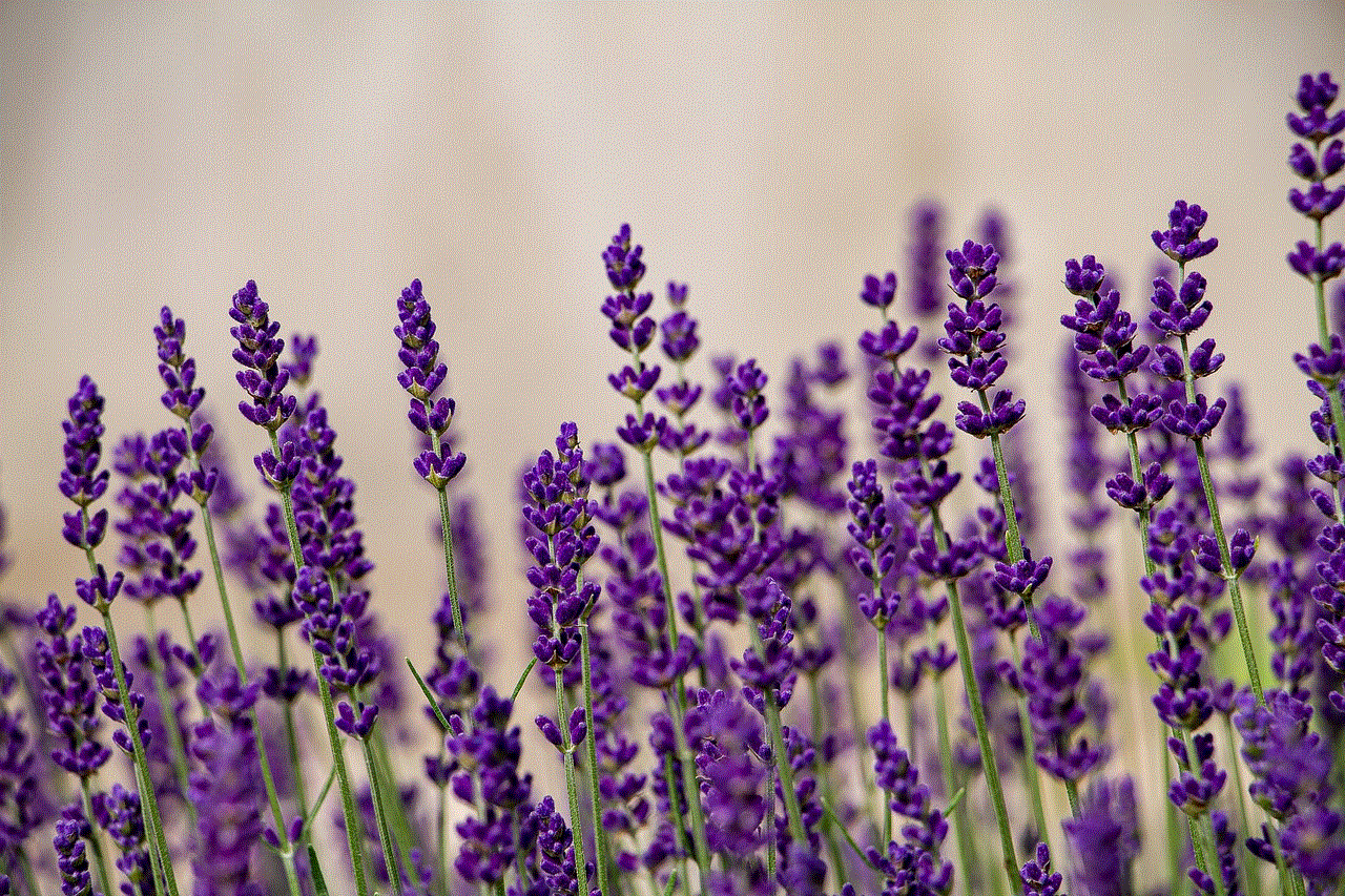 Lavenders Flower