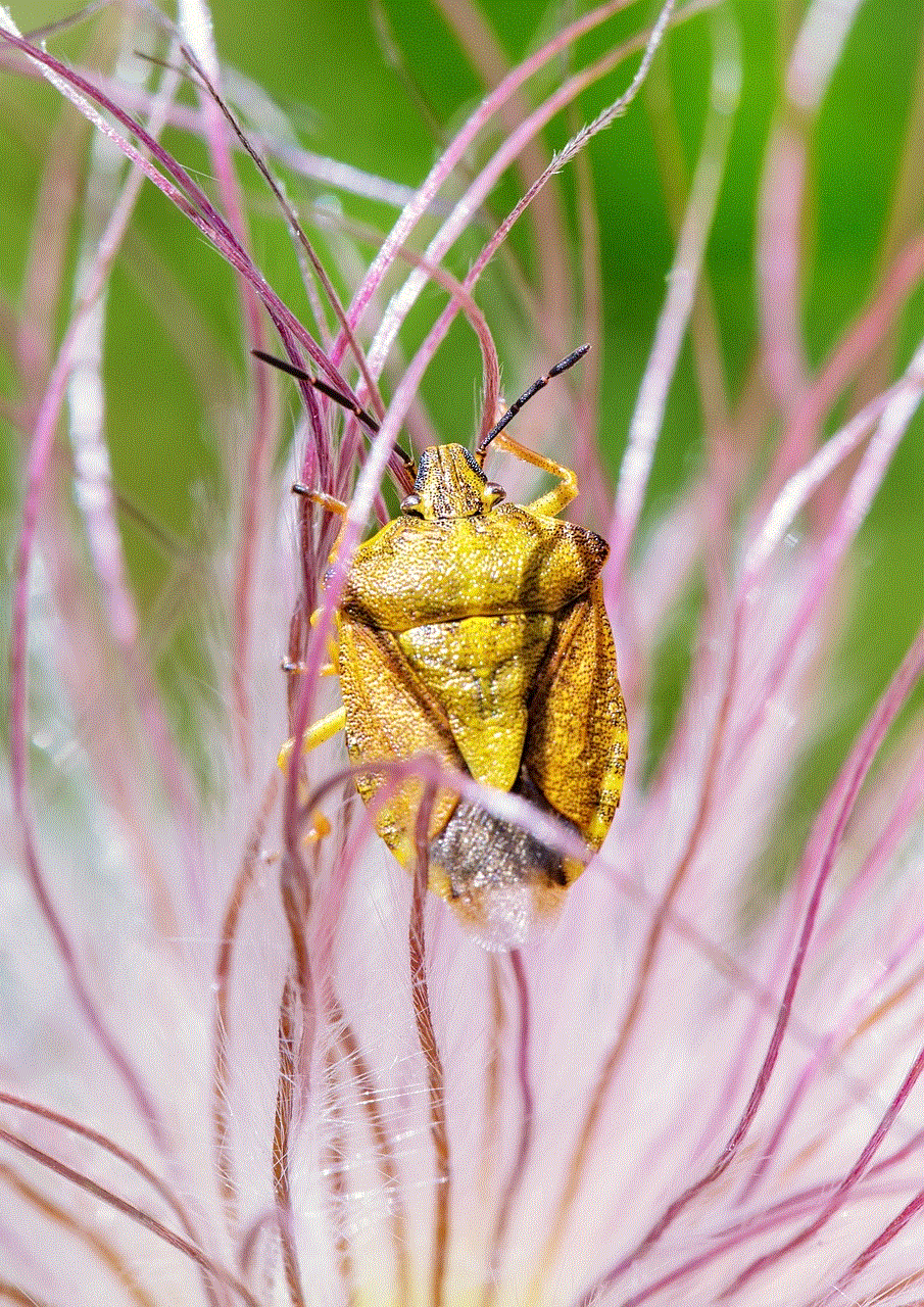 Shield Bug Insect