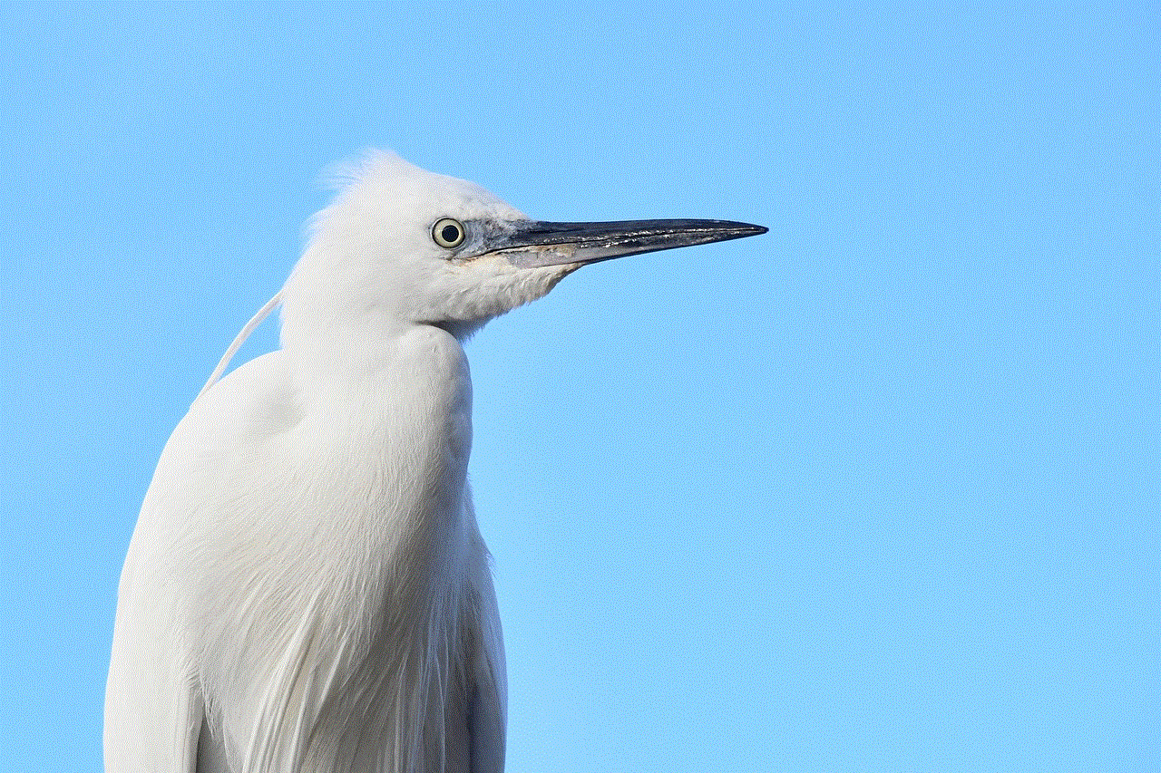 Little Egret Bird