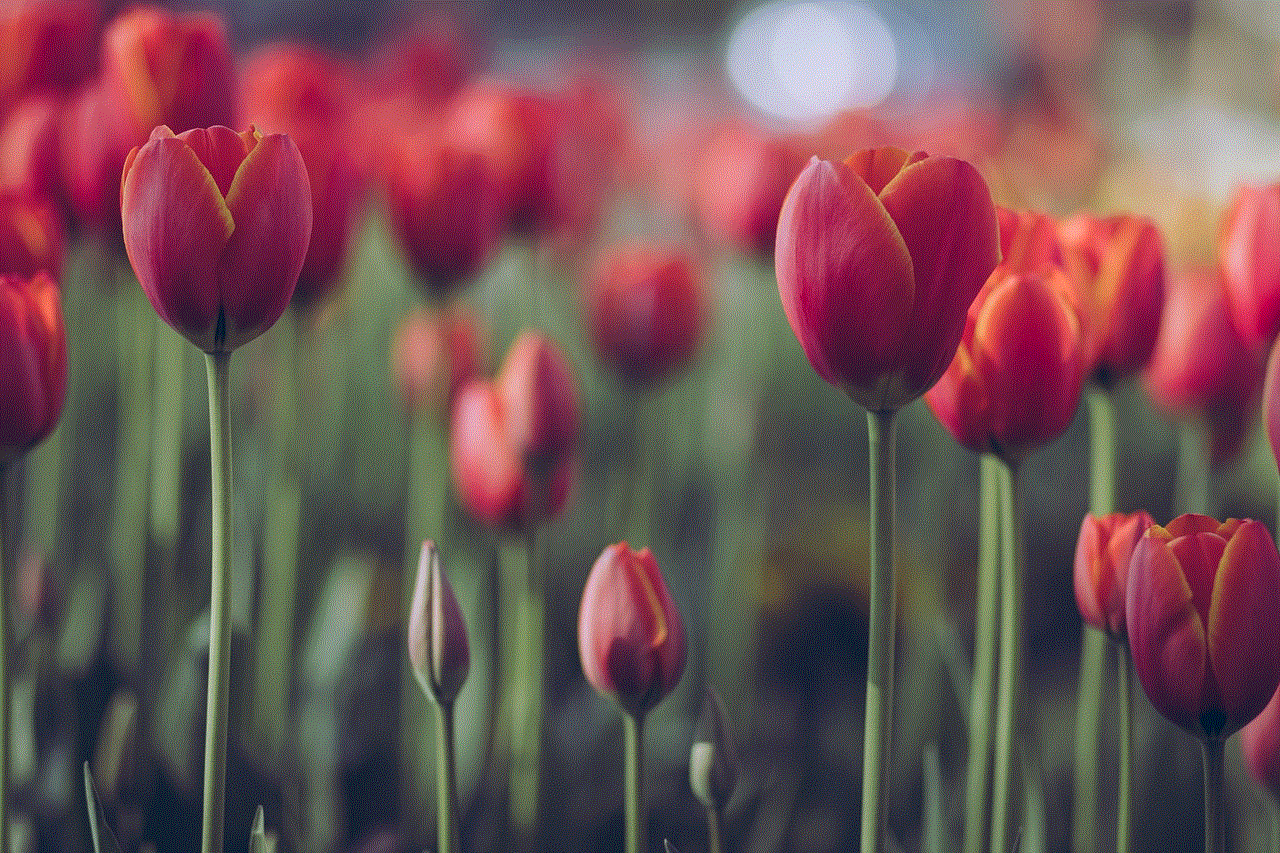 Flowers Tulips