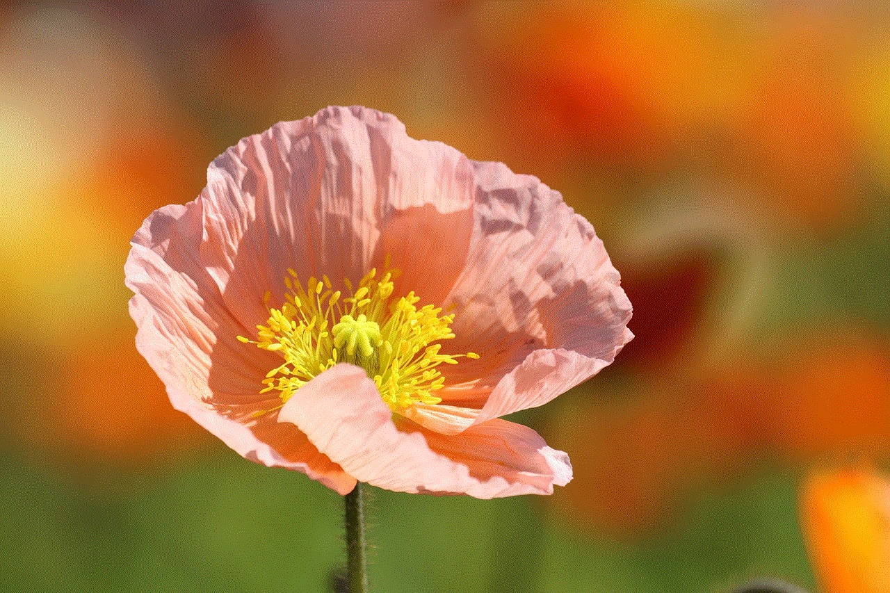 Poppy Flower