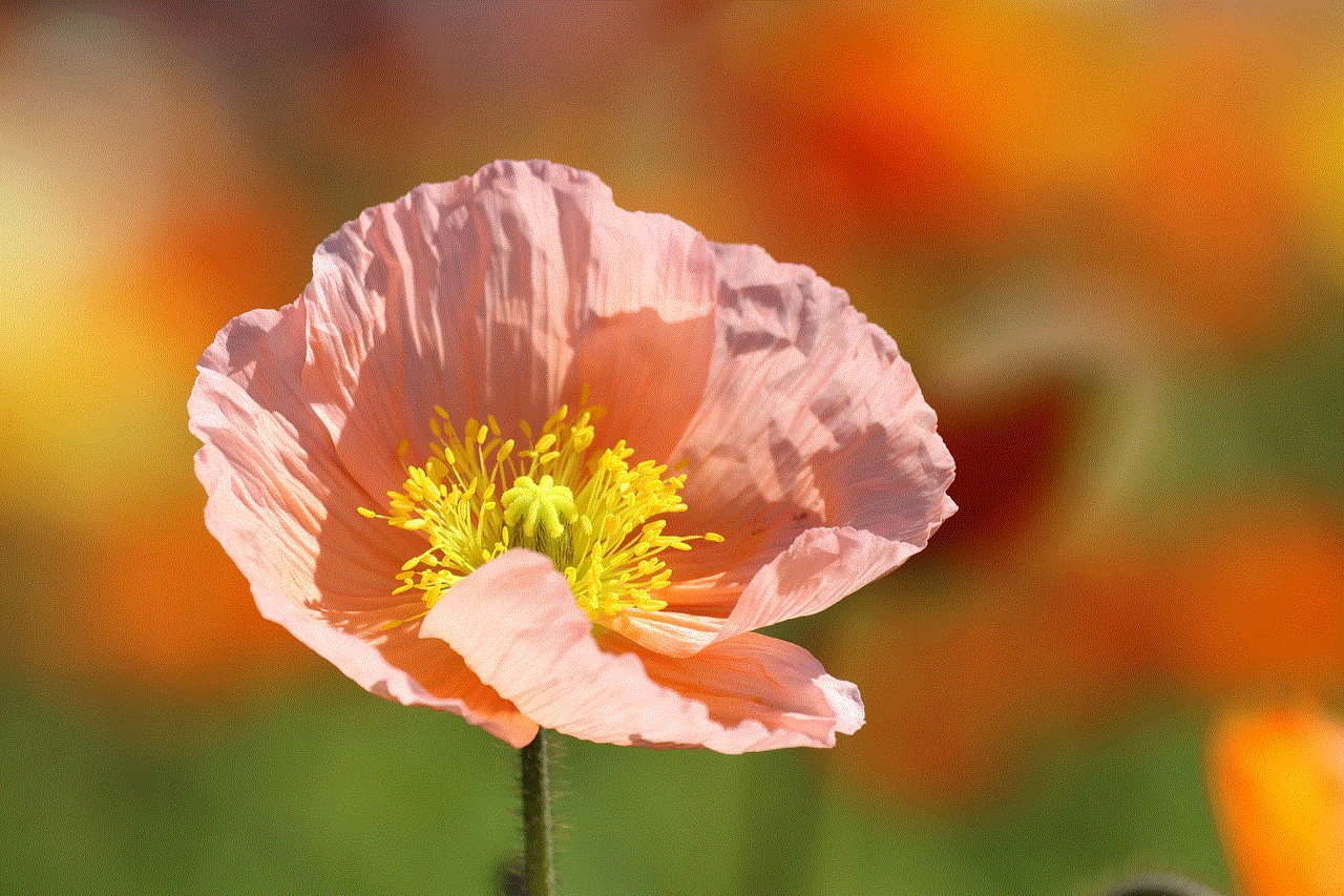 Poppy Flower Poppy Flower