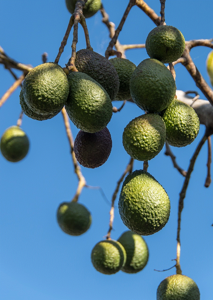 Hass Avocados Persea Americana