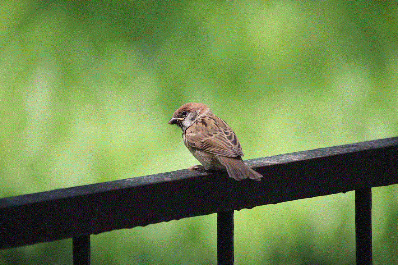 Sparrow Bird