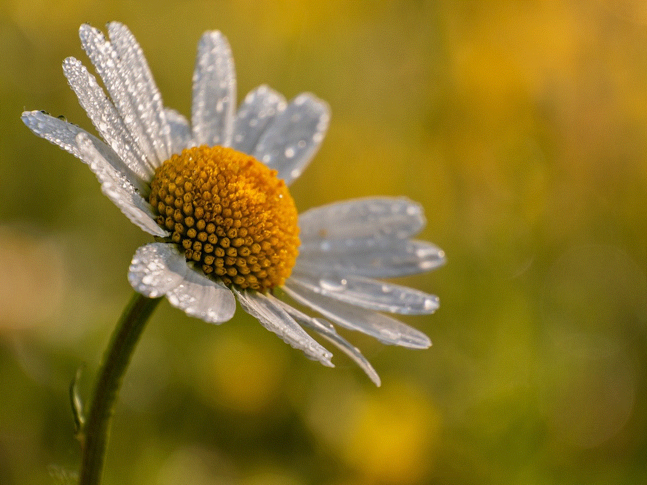 Daisy Flower