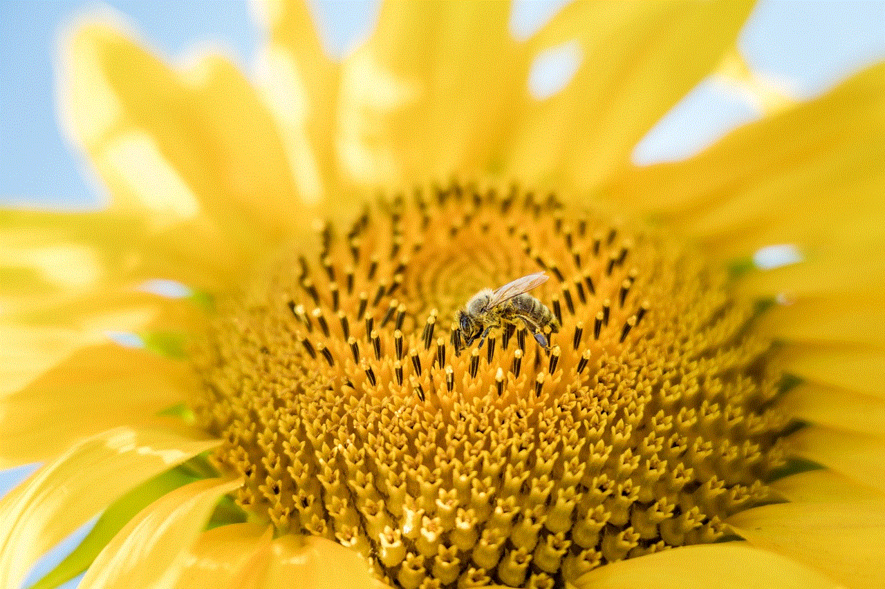 Sunflower Bee