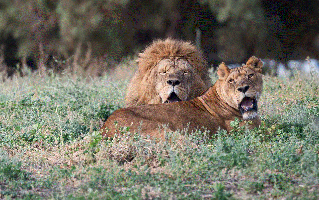Lions Lioness