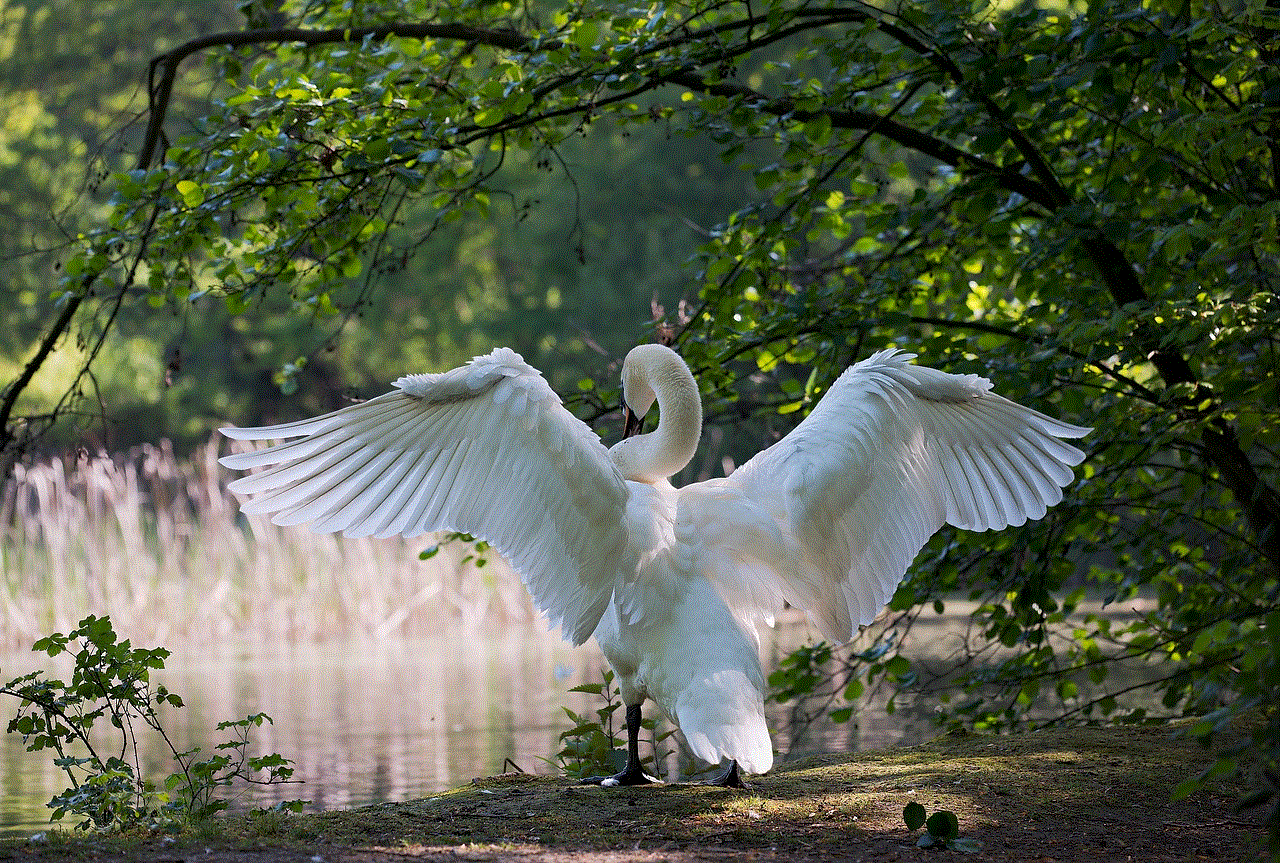 White Swan Bird