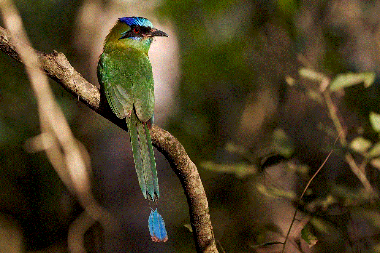 Blue-Capped Motmot Bird