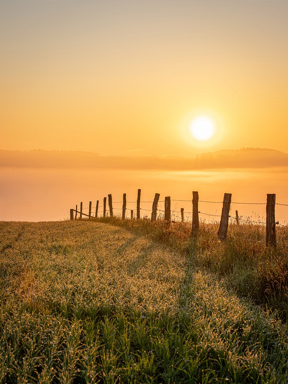 Sunset Field