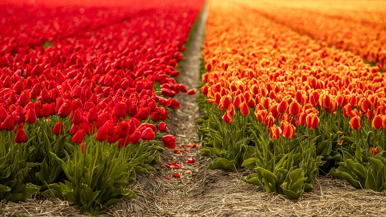 Tulips Mac Wallpaper Tulips Mac Wallpaper