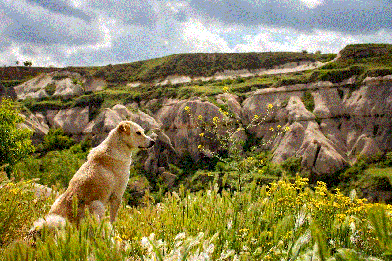 Hiking Dog