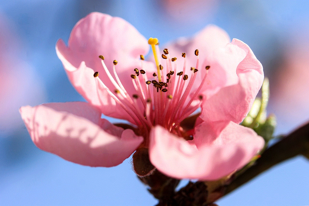 Flower Peach Blossom