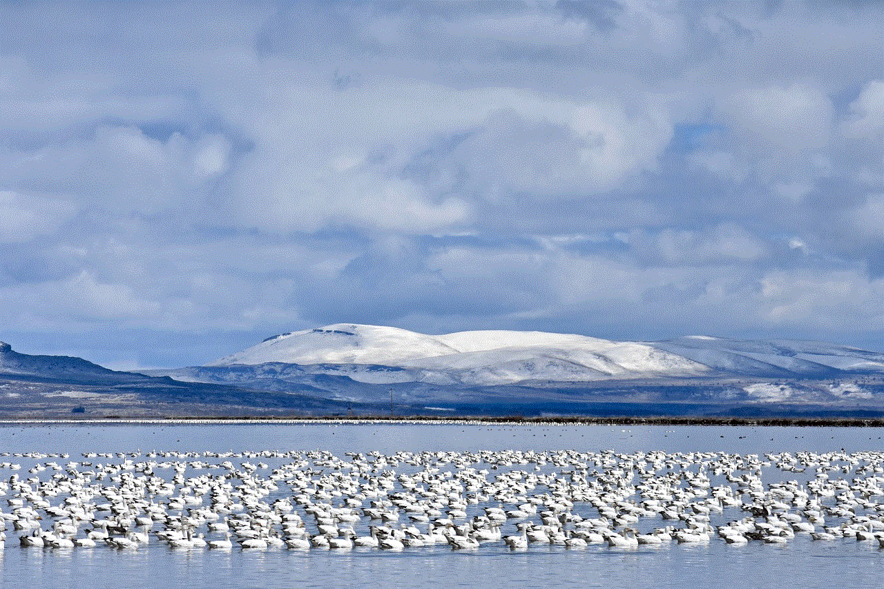 Goose Snow Goose