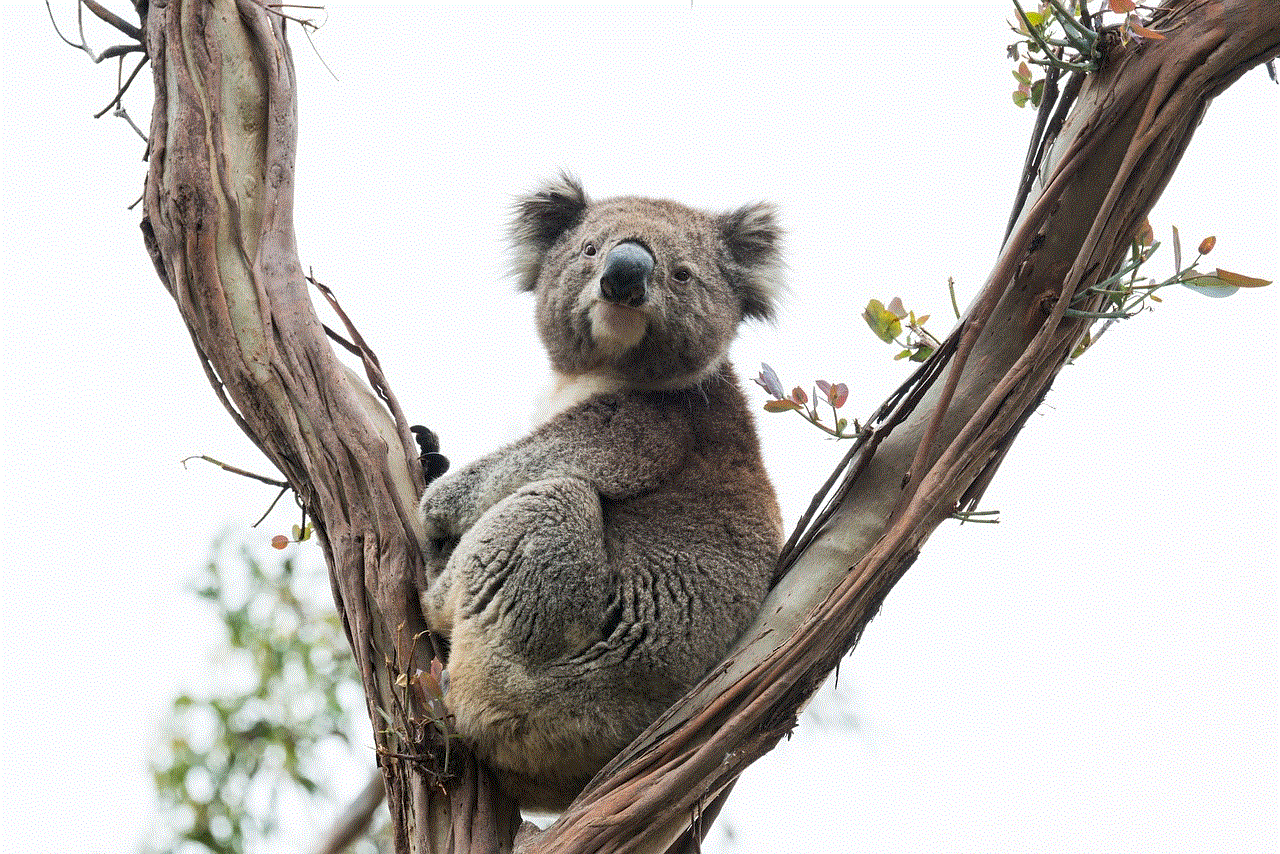 Koala Marsupial