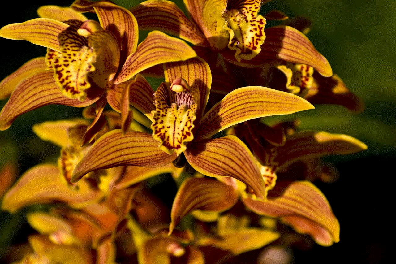 Orchids Flowers