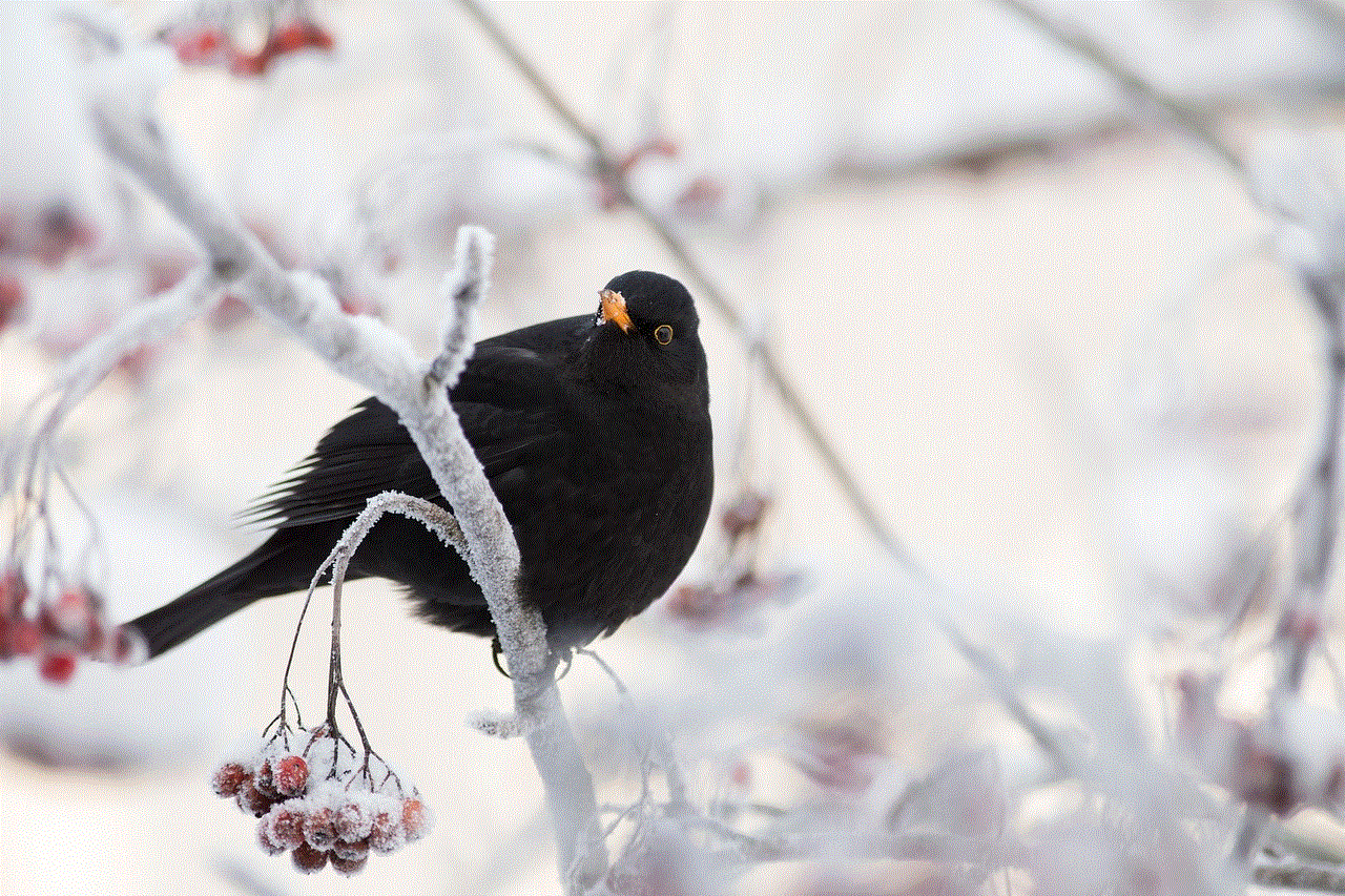 Blackbird Nature
