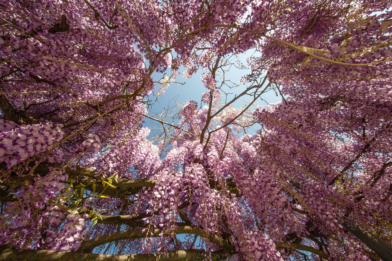 Wisteria Flowers