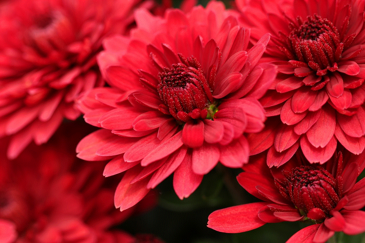 Chrysanthemums Flowers