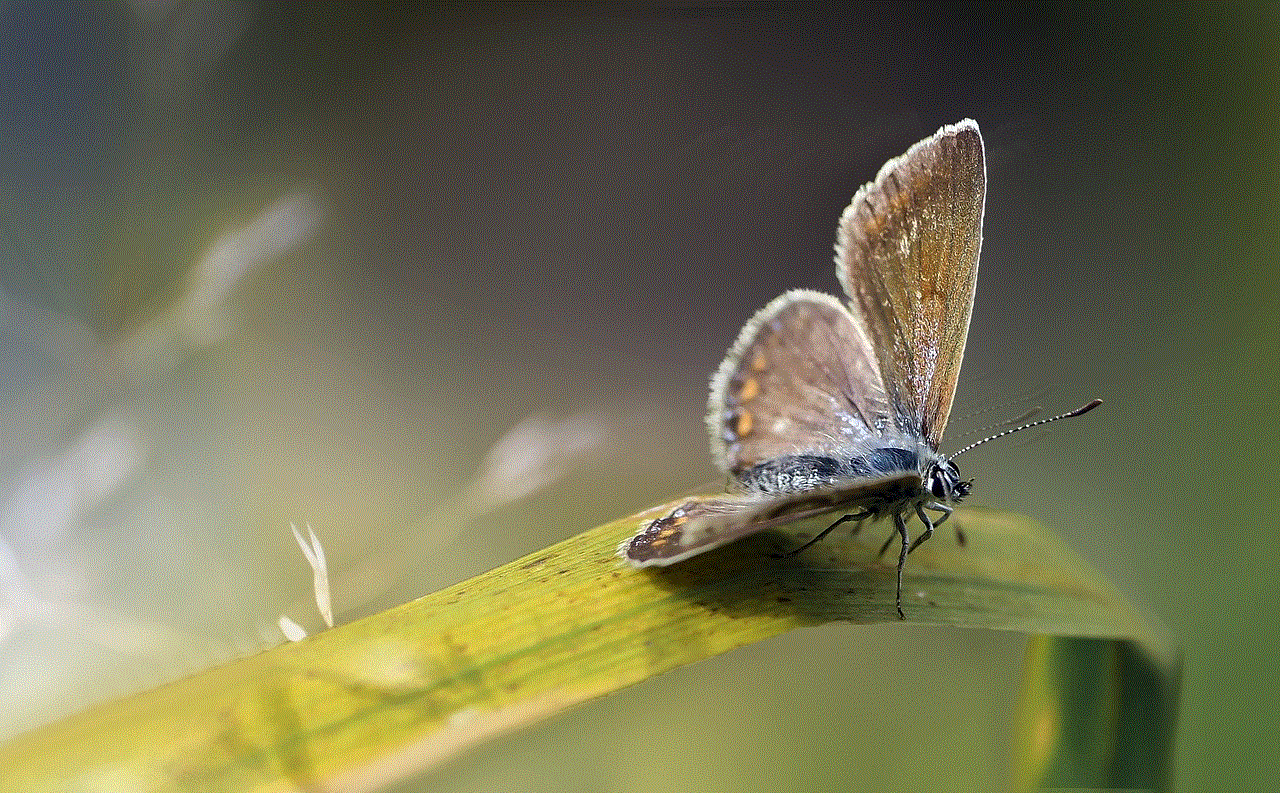 Butterfly Insect