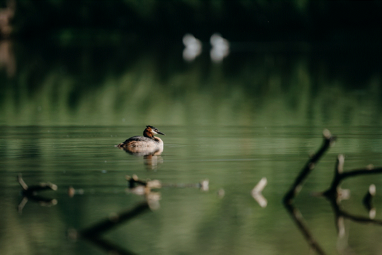 Grebe Bird