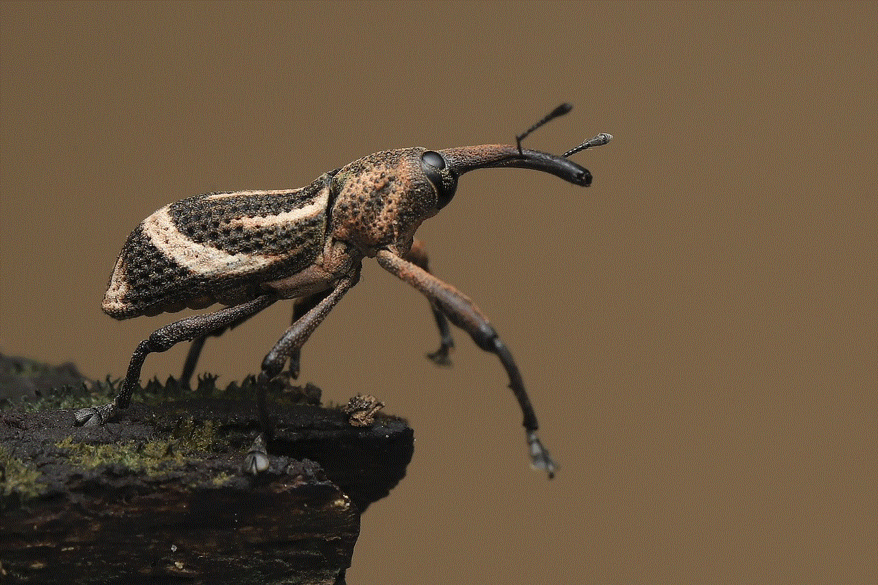 Bug Weevil