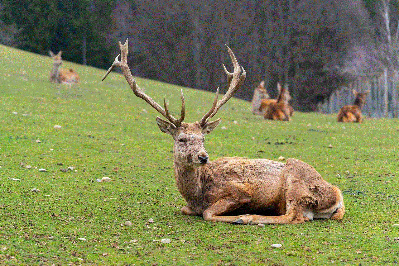 Fallow Deer Red Deer