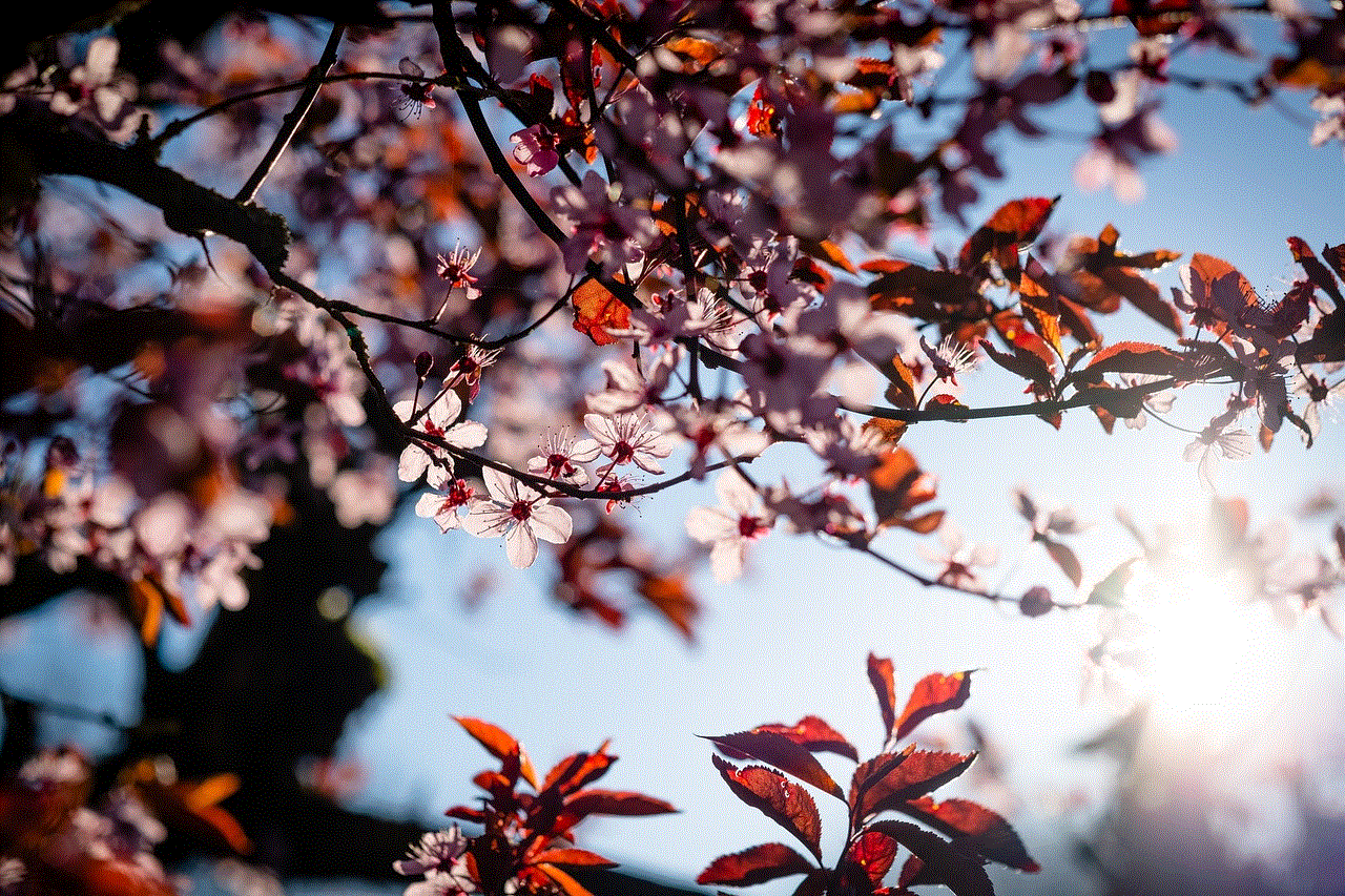 Cherry Blossoms Pink Flowers