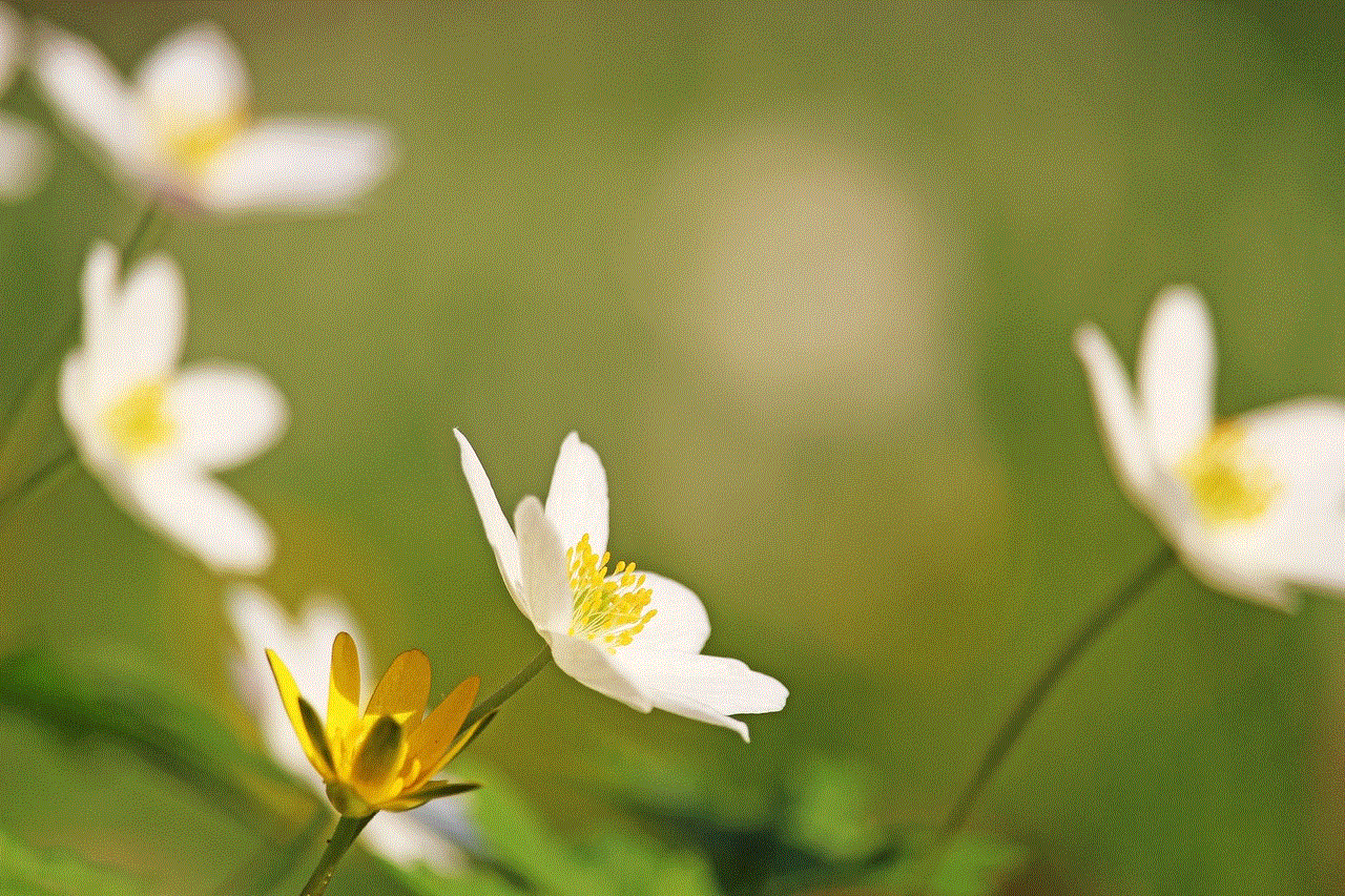 Wood Anemone Forest Flower