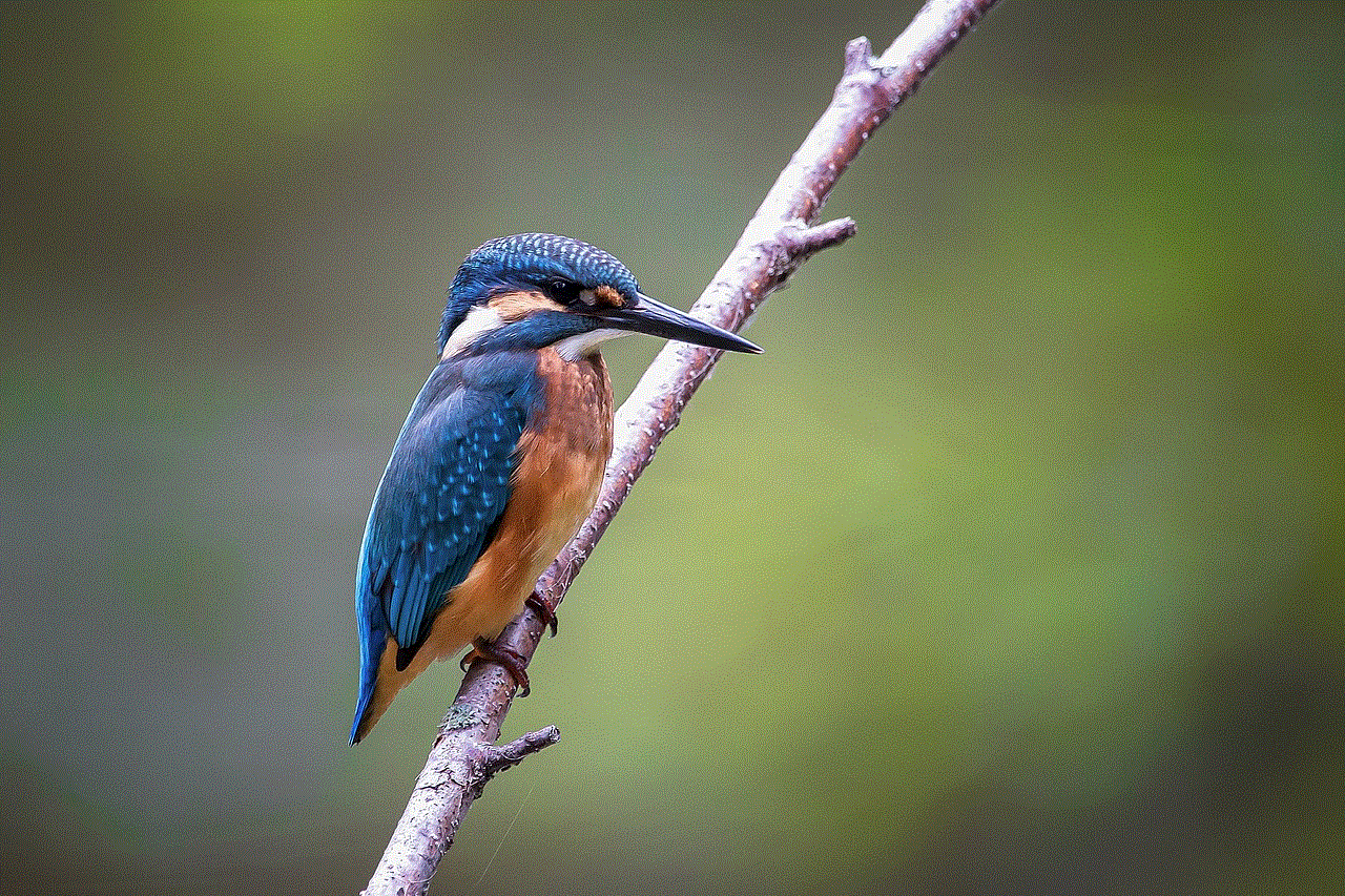 Bird Kingfisher