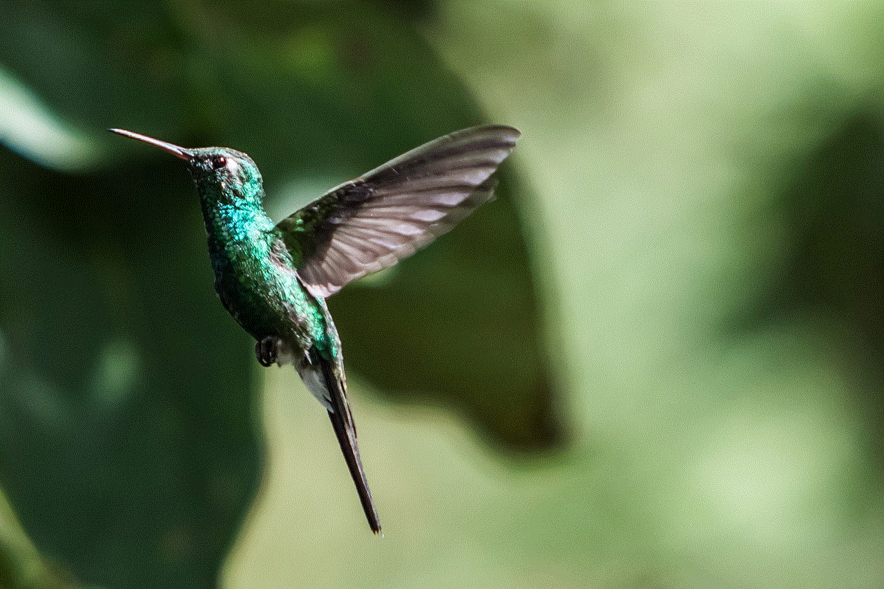 Hummingbird Nature