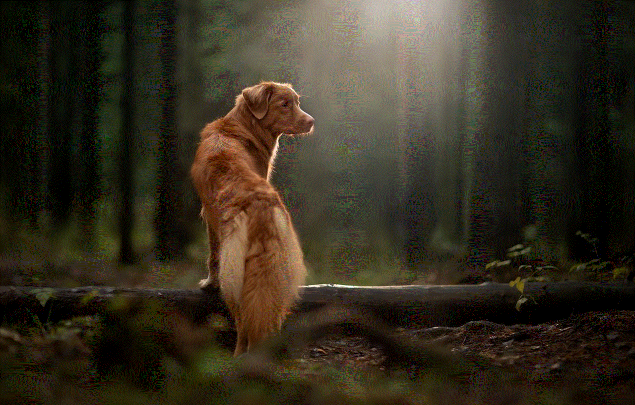 Nova Scotia Duck Tolling Retriever Dog