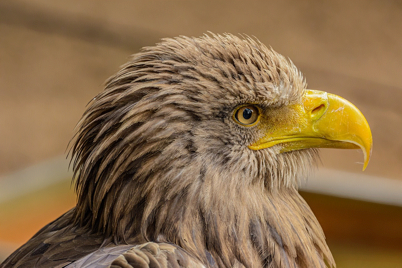 Eagle Bird