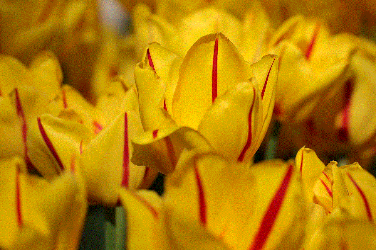 Tulips Desktop Backgrounds