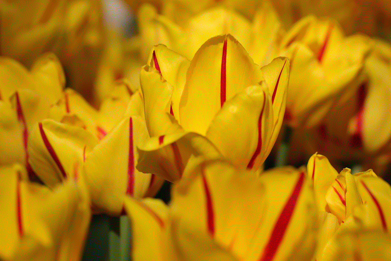 Tulips Desktop Backgrounds Tulips Desktop Backgrounds