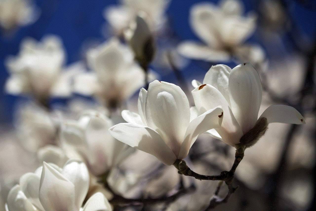 Magnolia Flowers