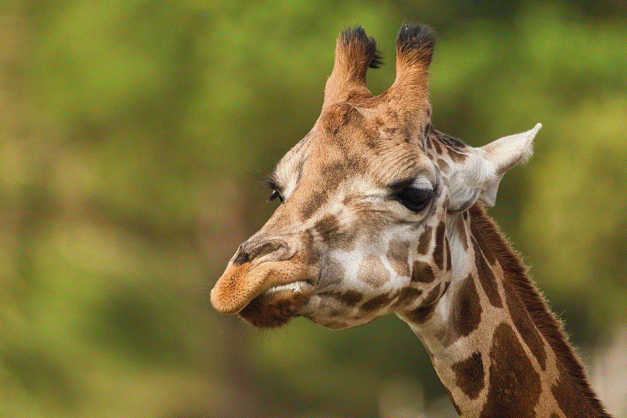 Giraffe Animal