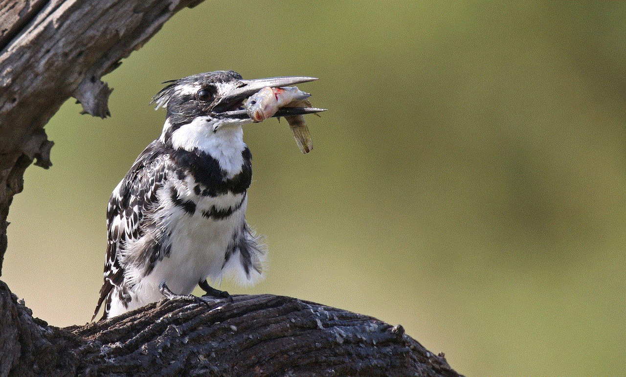 Pied Kingfisher Fish