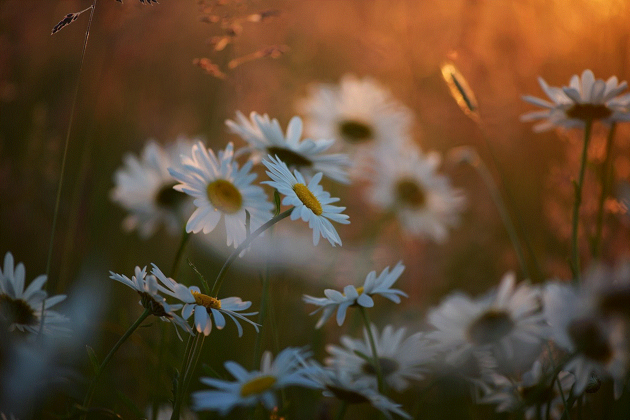 Marguerite Flowers