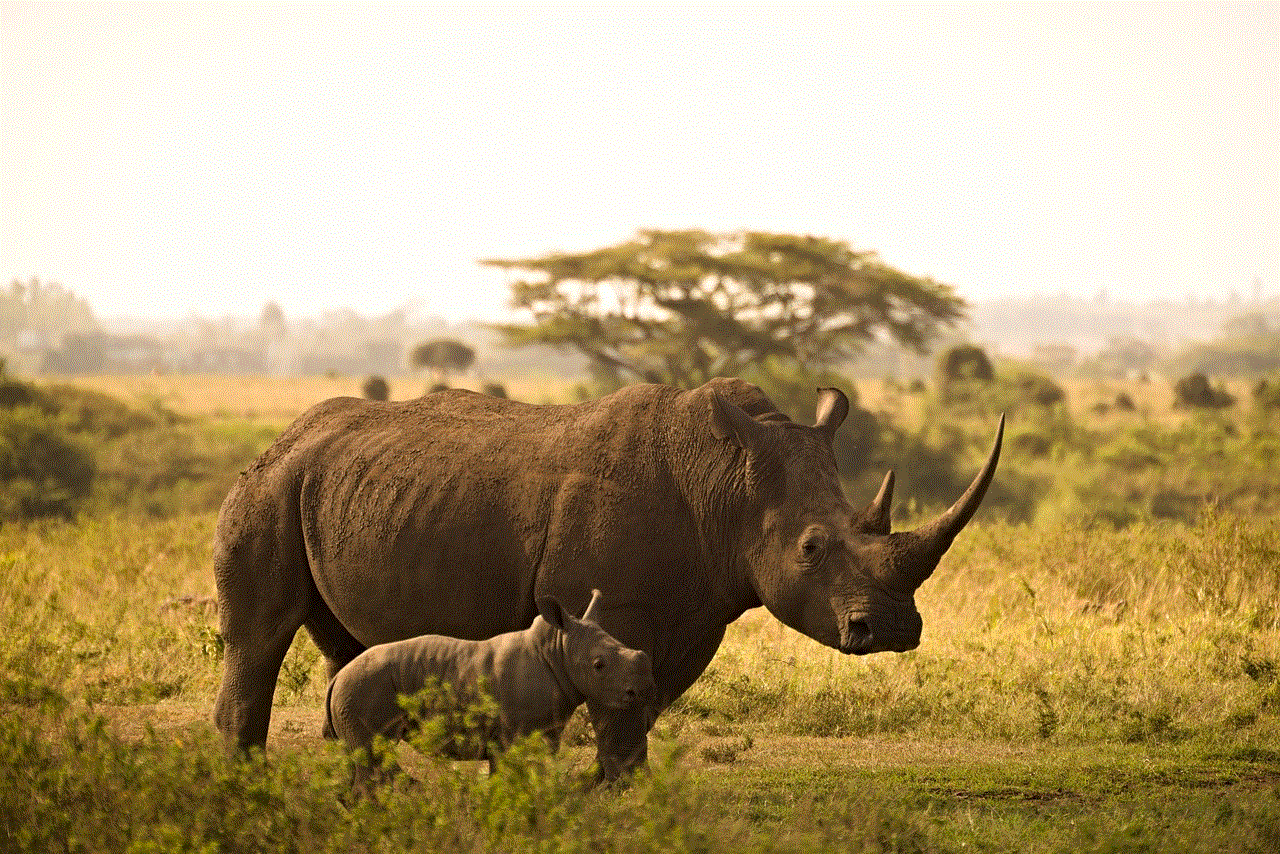 Rhino Calf