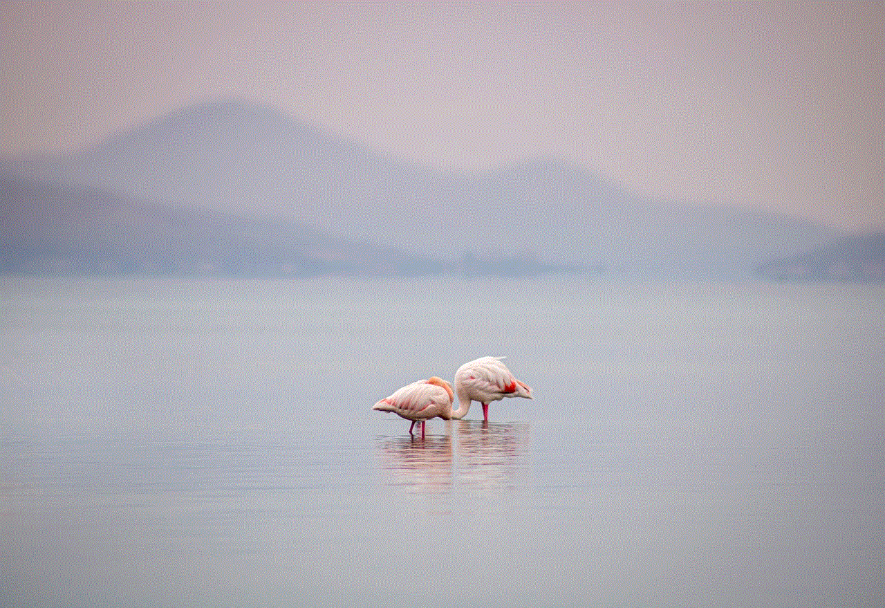 Flamingos Birds