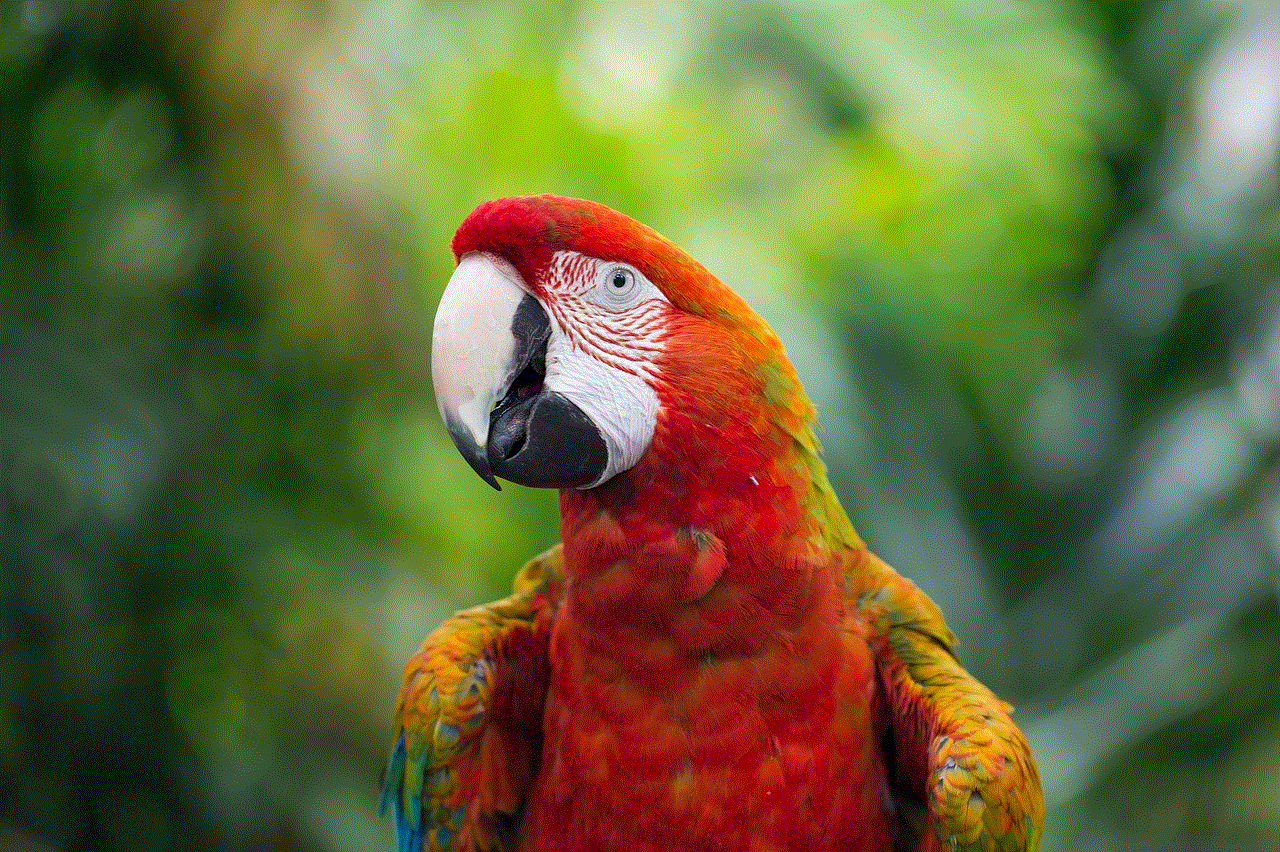 Macaw Parrot