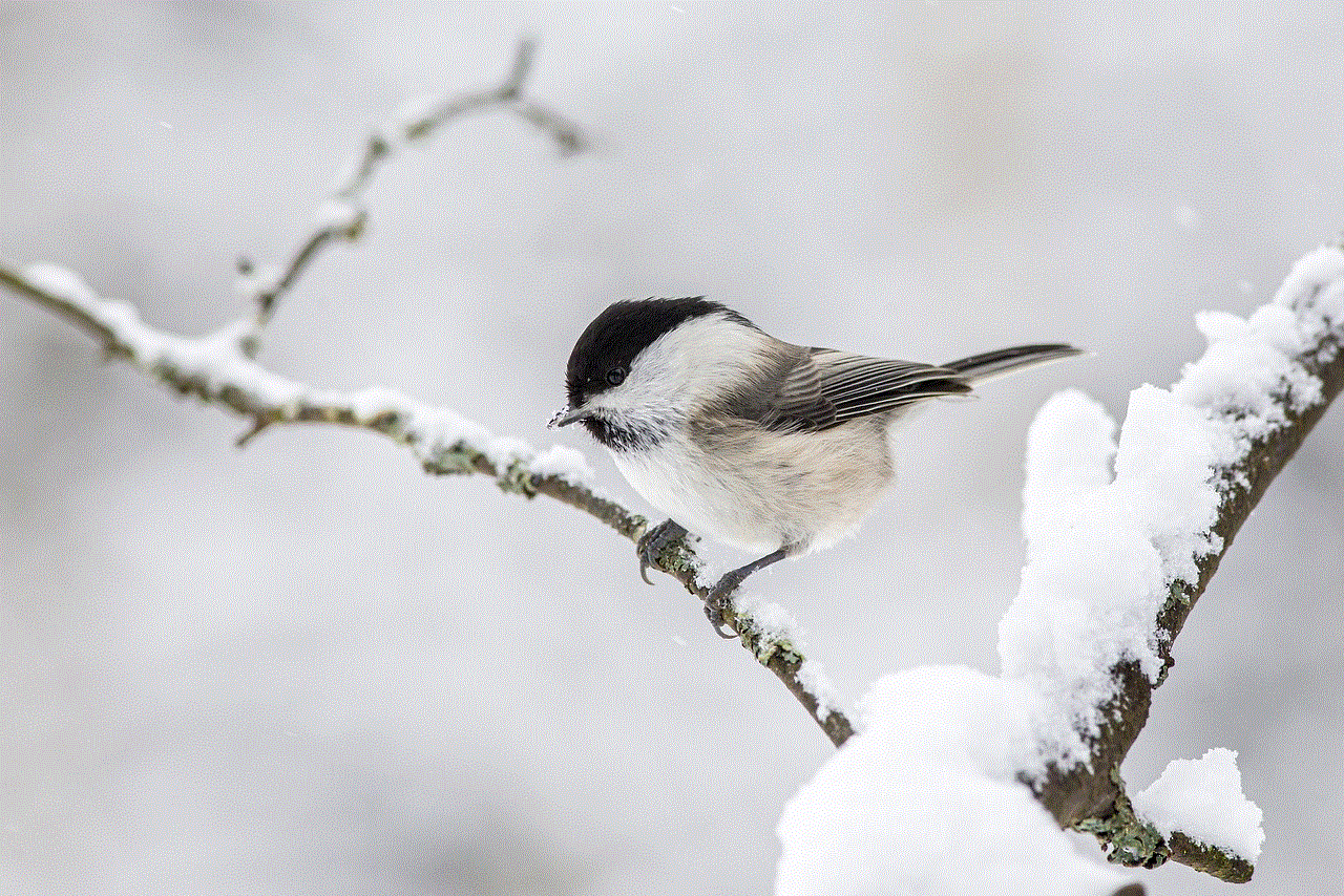 Willow Tit Snow