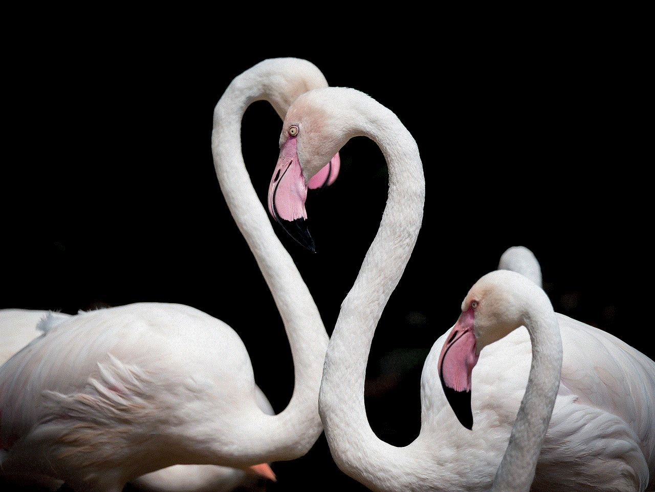 Flamingos Birds