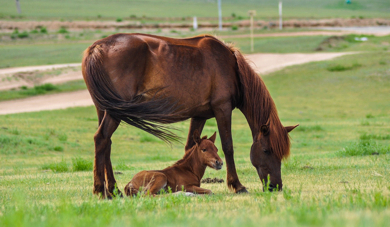 Horses Mare