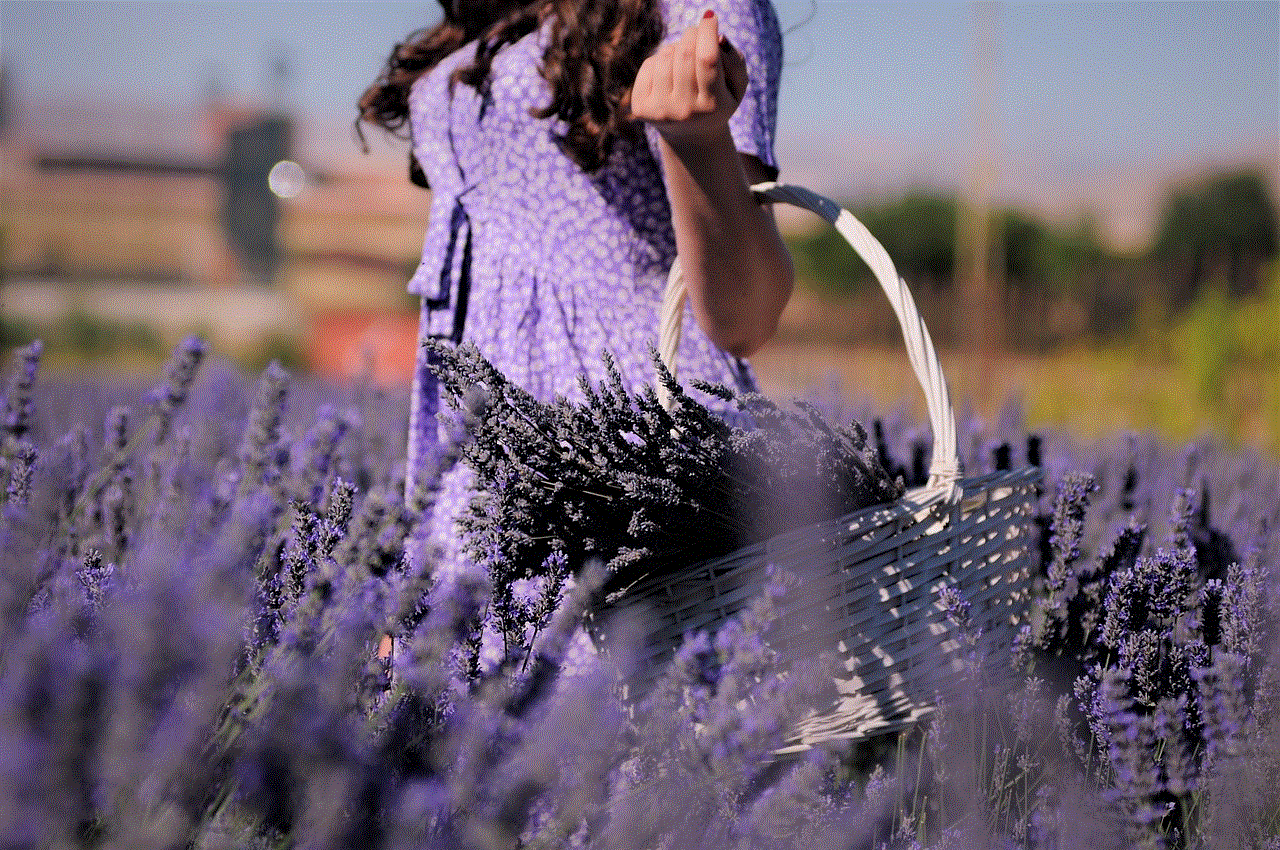 Lavender Field