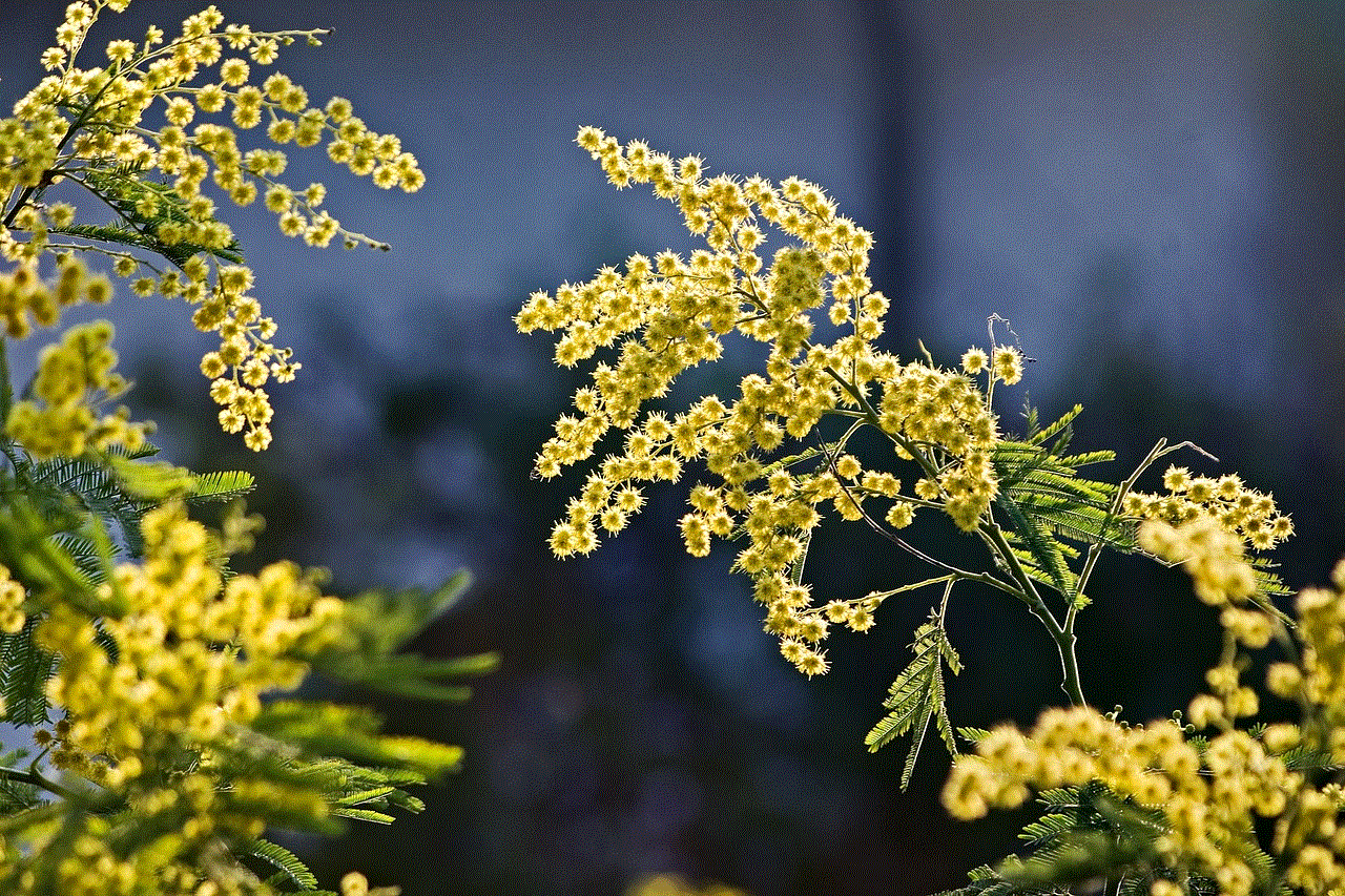 Mimosa Flowers