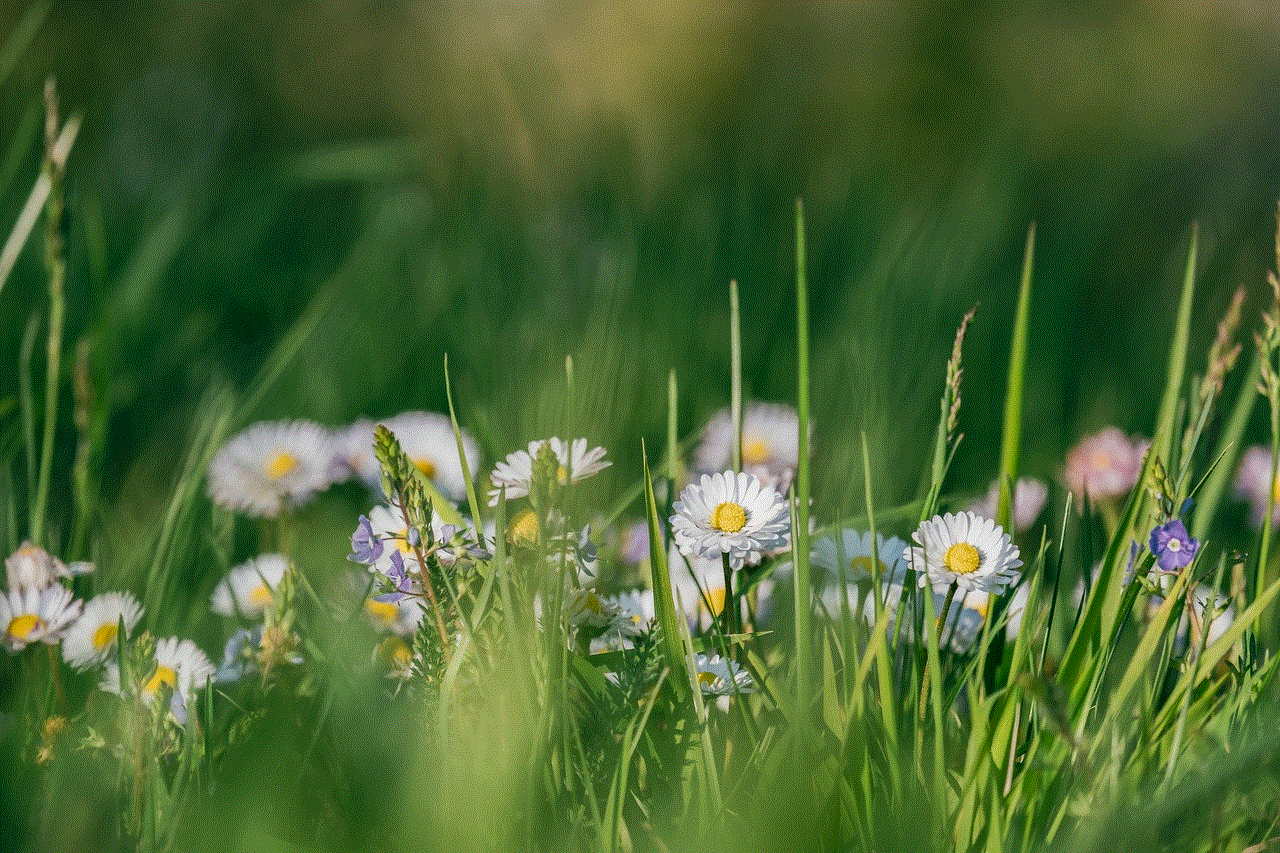 Flowers Daisy