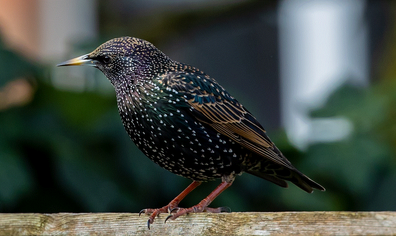 Bird Starling